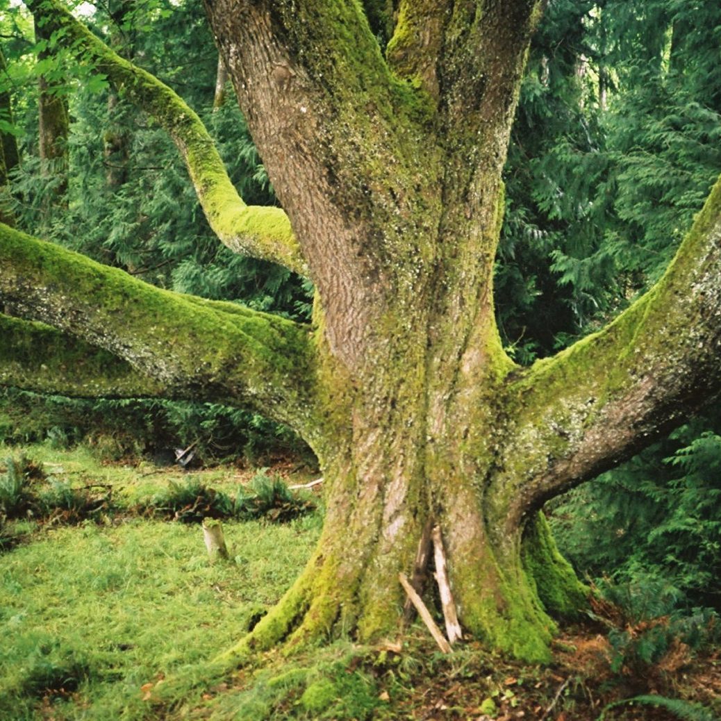 Bigleaf maple tree (1)